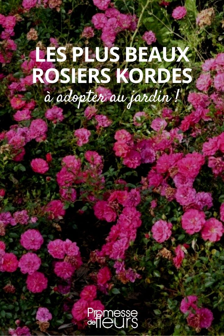 selección de rosales Kordes