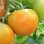 8 tomates de media estación