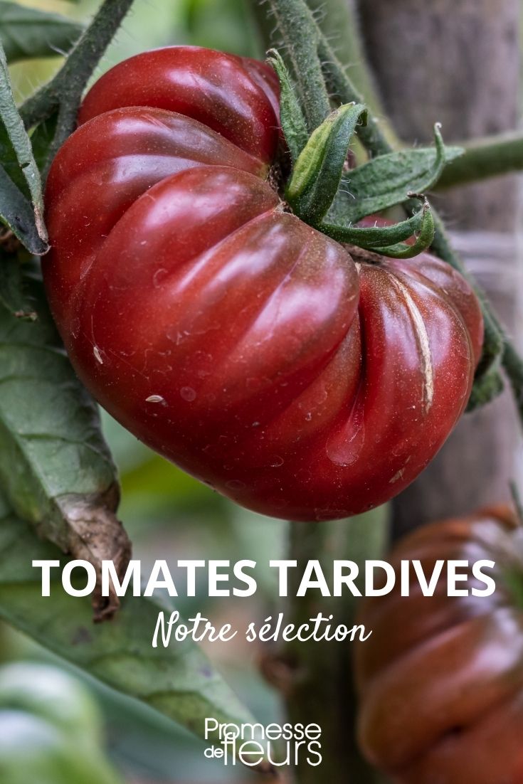 nuestra selección de tomates tardíos
