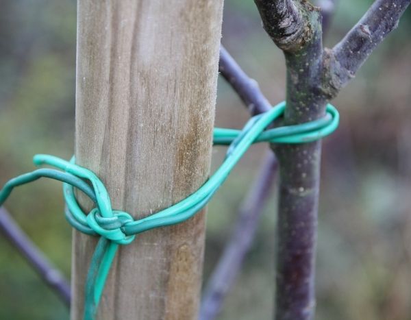 ¿Cómo rodrigar un árbol frutal?