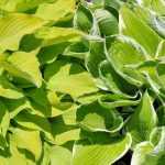 10 magníficas vivaces con follaje dorado o amarillo