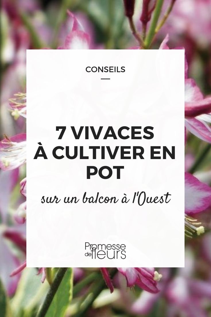 Vivaces para balcón oeste