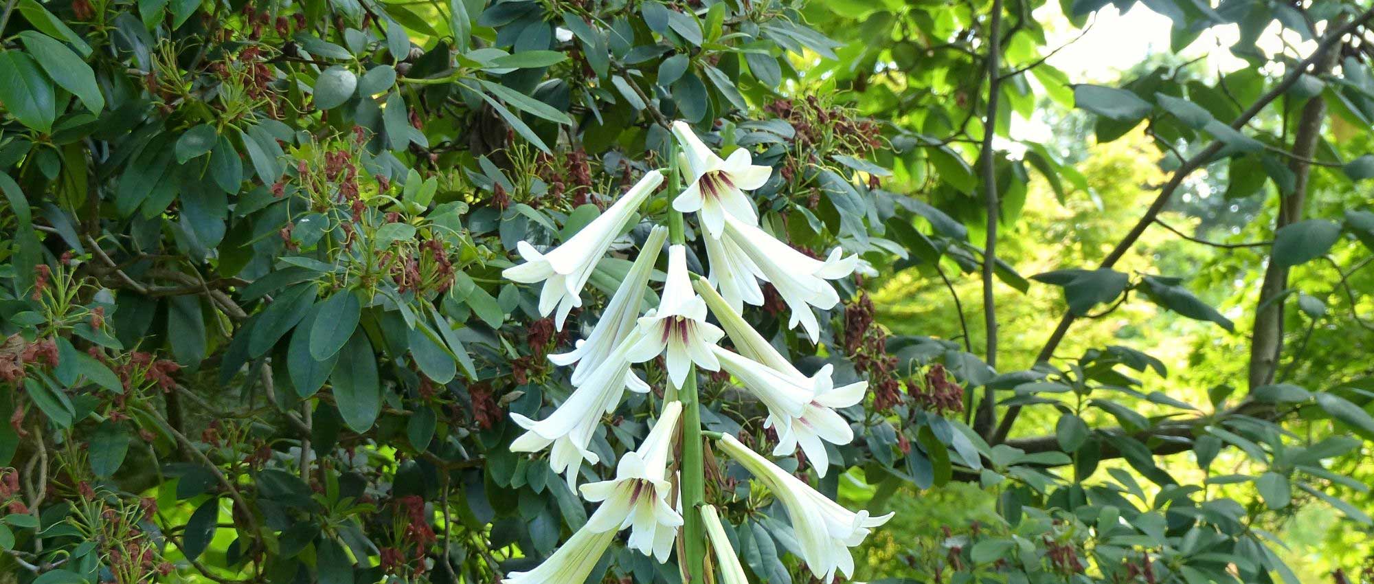 7 bulbos raros y originales