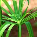 Cultivar un papiro en maceta