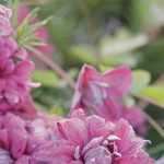 ¡7 clemátides viticella rosas para plantar en el jardín!