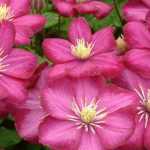7 clemátides (Clematis viticella) púrpuras o rojas para tu jardín