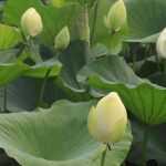 Invernada de plantas de charca