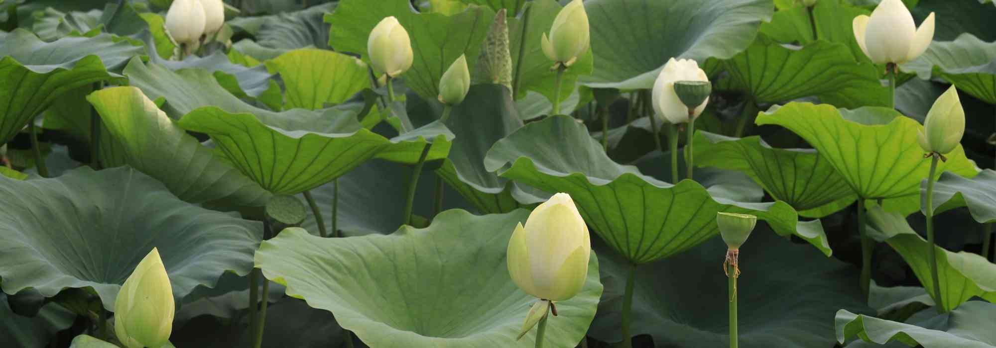 Invernada de plantas de charca