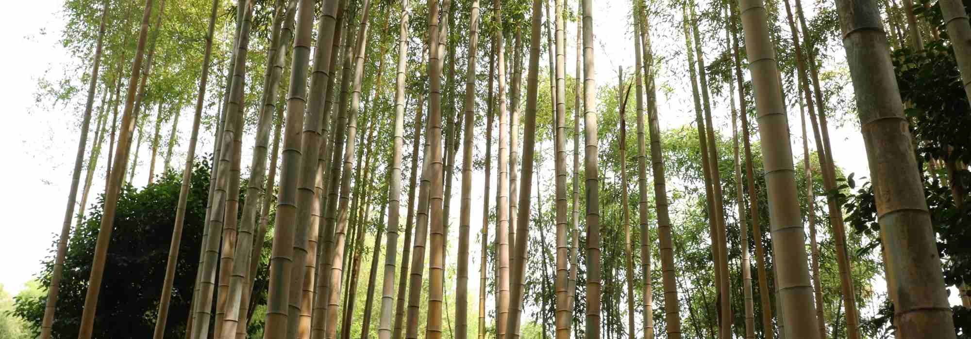 Phyllostachys: plantar, cultivar