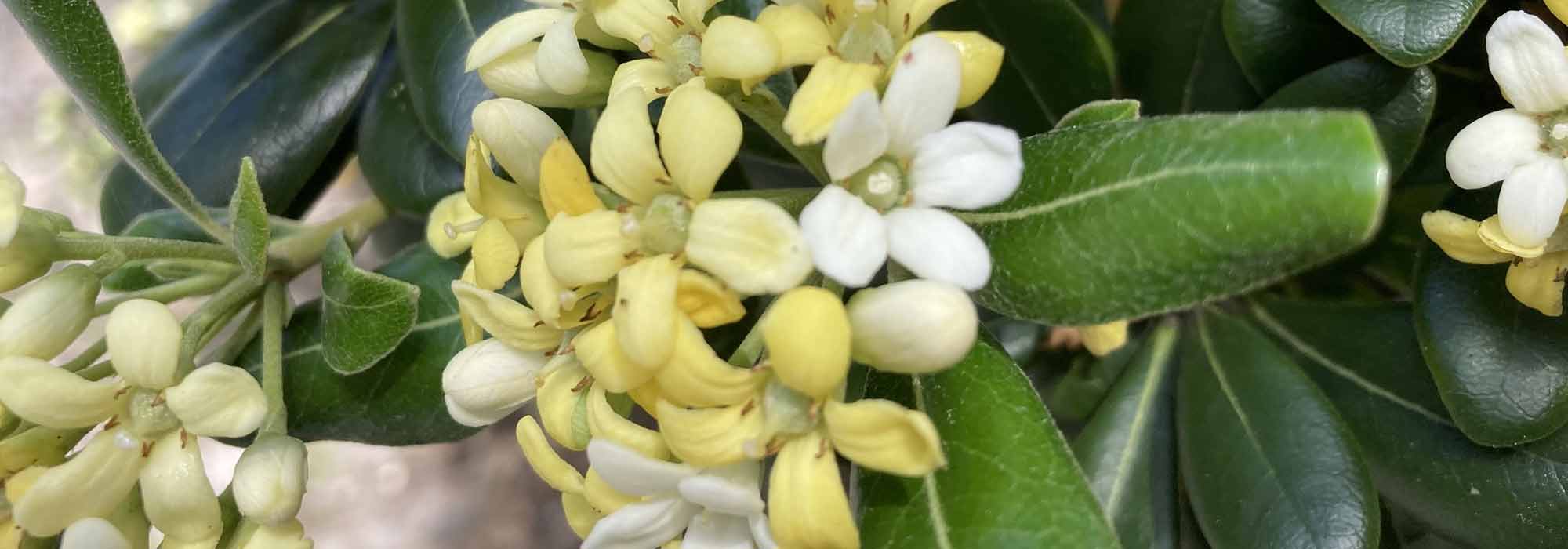 Cultivar Pittosporum en macetas