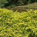 Pleioblastus, bambú enano: plantación, cultivo