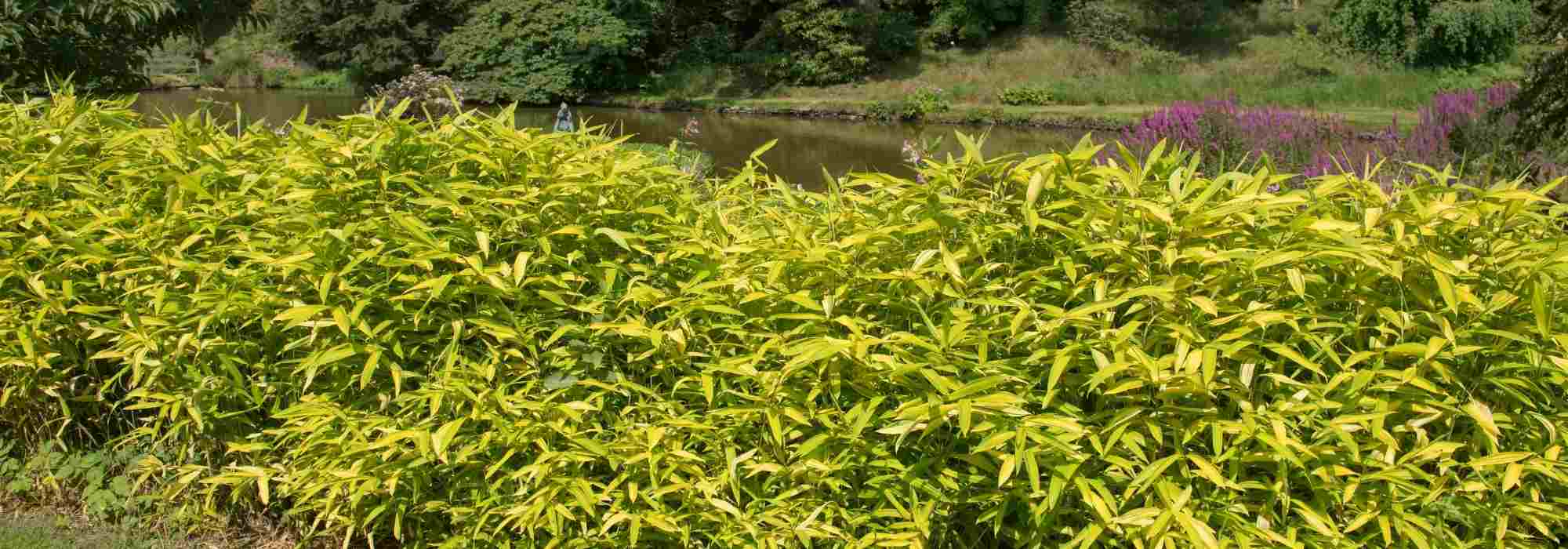 Pleioblastus, bambú enano: plantación, cultivo