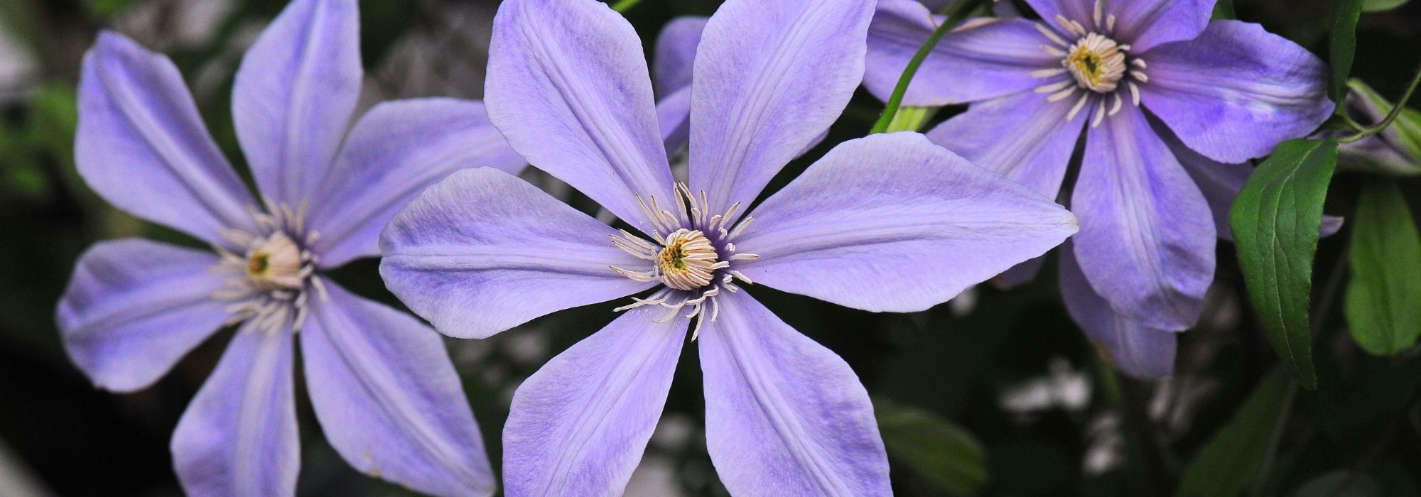 ¡7 clemátides viticella de color azul malva para plantar en el jardín!