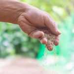 ¿Cómo realizar con éxito la siembra a voleo?