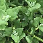 Espinaca de Nueva Zelanda: siembra, cultivo, cosecha