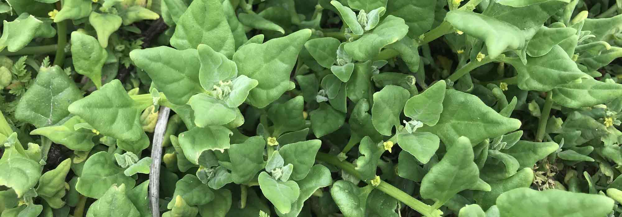 Espinaca de Nueva Zelanda: siembra, cultivo, cosecha