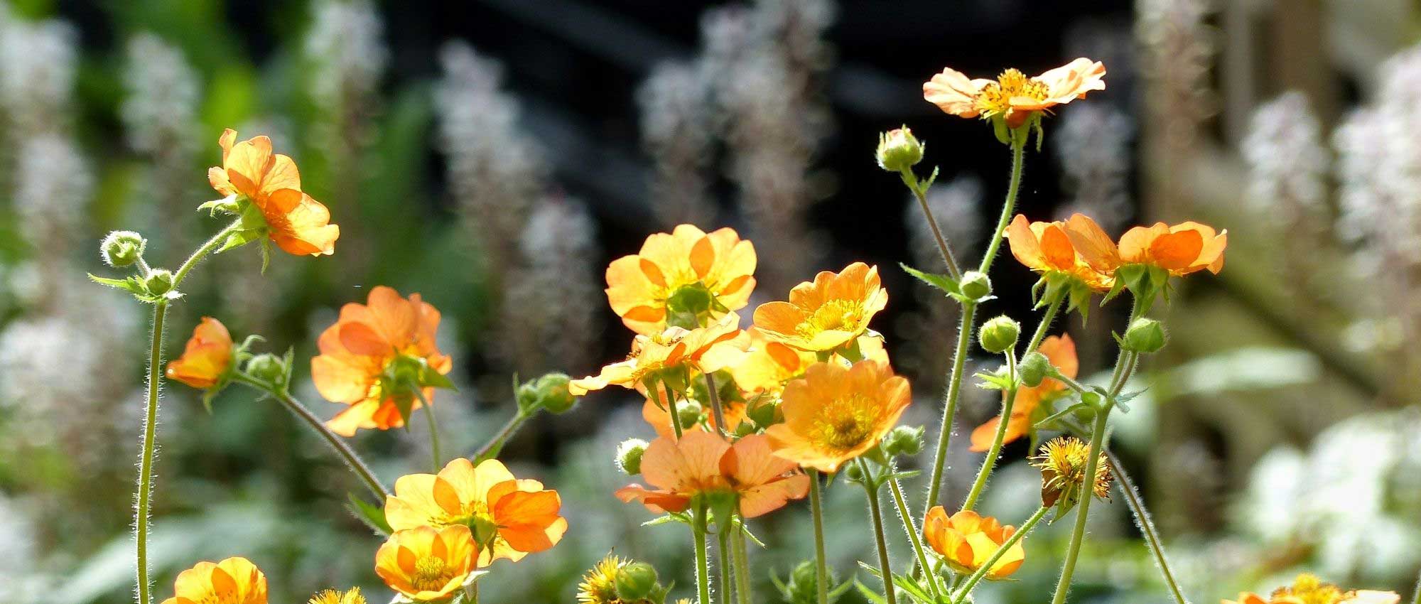 10 plantas perennes de floración a principios de verano