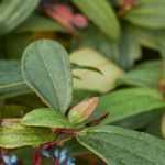 Arbustos perennes para sombra