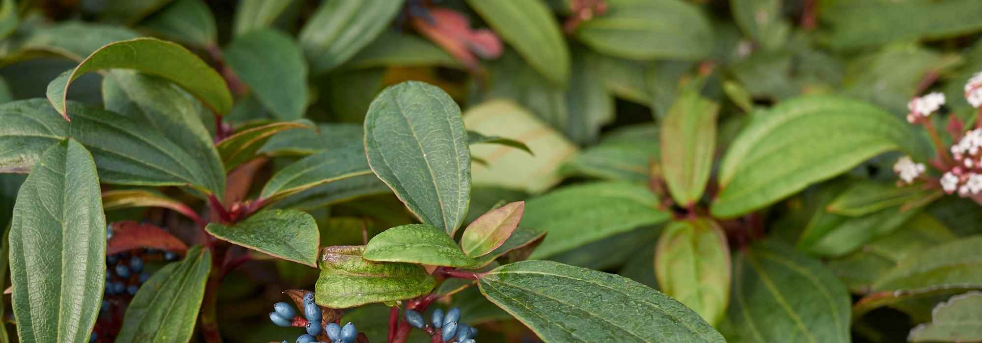Arbustos perennes para sombra
