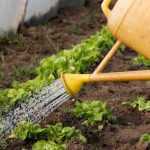 ¿Cómo gestionar el riego en invernadero?