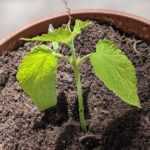 ¿Cómo hacer esquejes de Agastache?