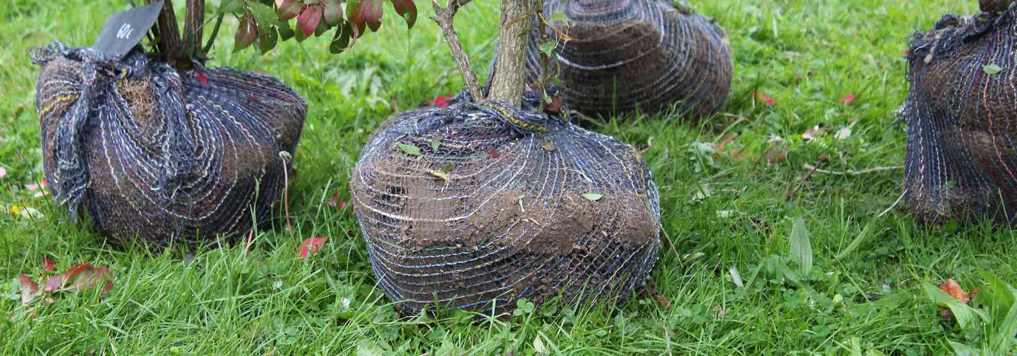 ¿Qué es el recorte de raíces?