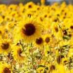 Plantar girasoles gigantes