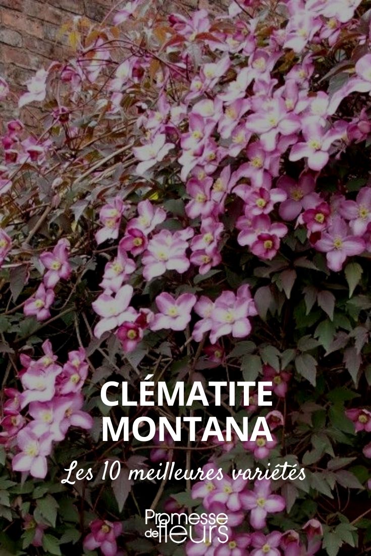 selección de 10 clematis montana