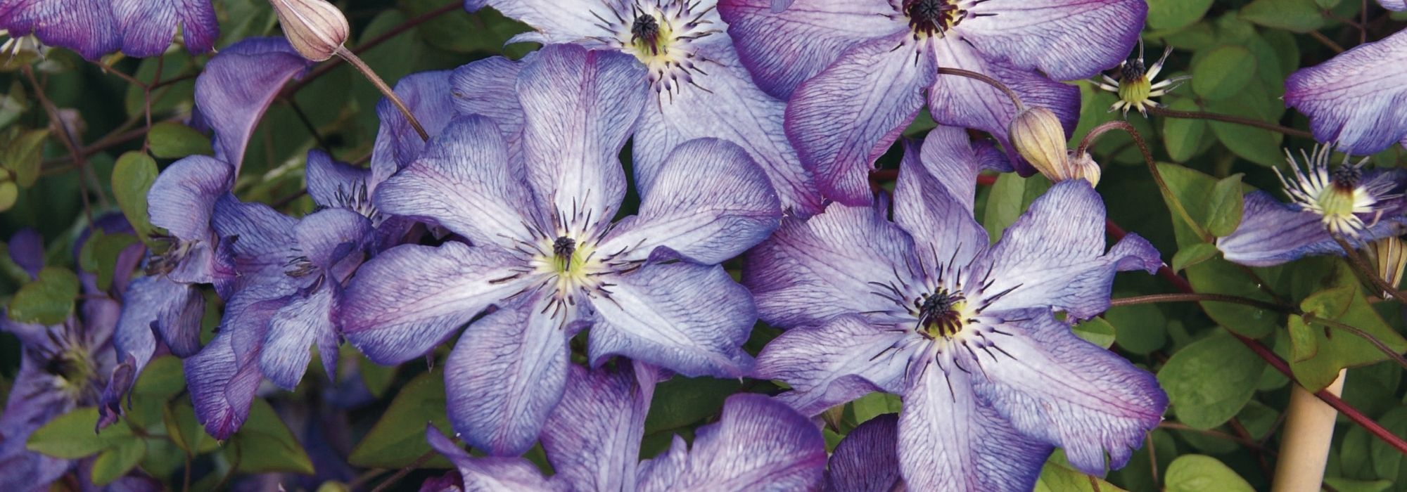 ¡7 clemátides viticella violetas para plantar en el jardín!