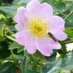 Cómo hacer mermelada de escaramujos. Desde la recolección hasta la receta