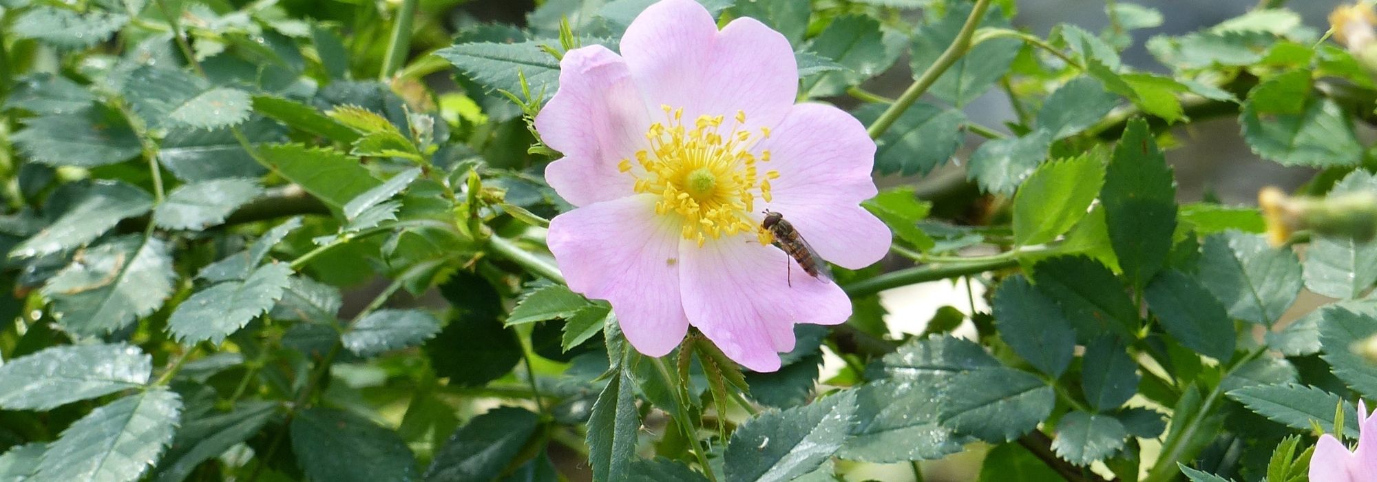 Cómo hacer mermelada de escaramujos. Desde la recolección hasta la receta