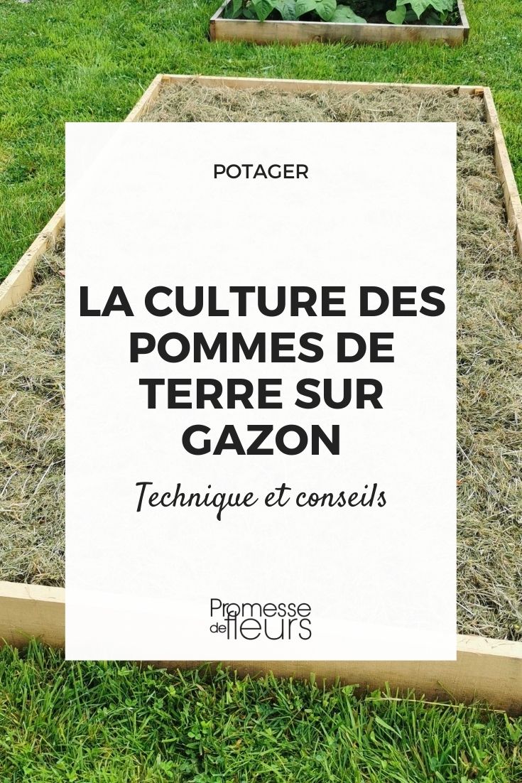 patatas sobre césped