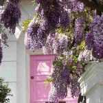 Adornar una entrada con plantas trepadoras