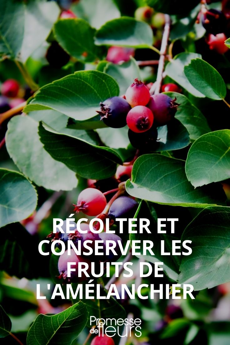 Recolectar y conservar los frutos del amelanchier