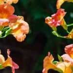 5 trepadoras para cultivar en macetas en un balcón orientado al sur