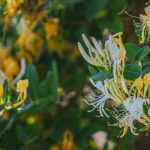 5 trepadoras para cultivar en macetas en un balcón orientado al este