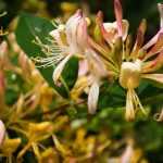 5 trepadoras para cultivar en macetas en un balcón orientado al norte