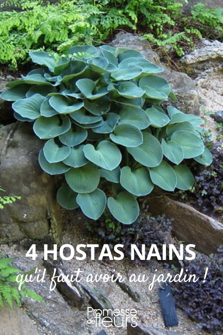 hosta enano