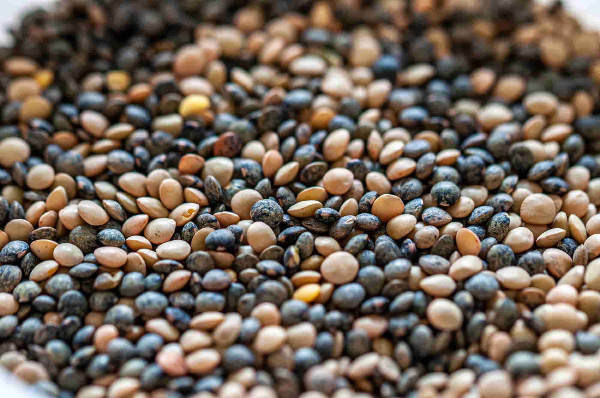 ¿Y si te animas a cultivar lentejas?