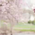 Los árboles más bellos en aislado