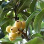 Níspero japonés: plantar, cultivar, cosechar