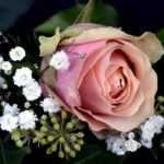 Plantas de los perfumistas