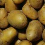 Cultivo de patata sobre césped