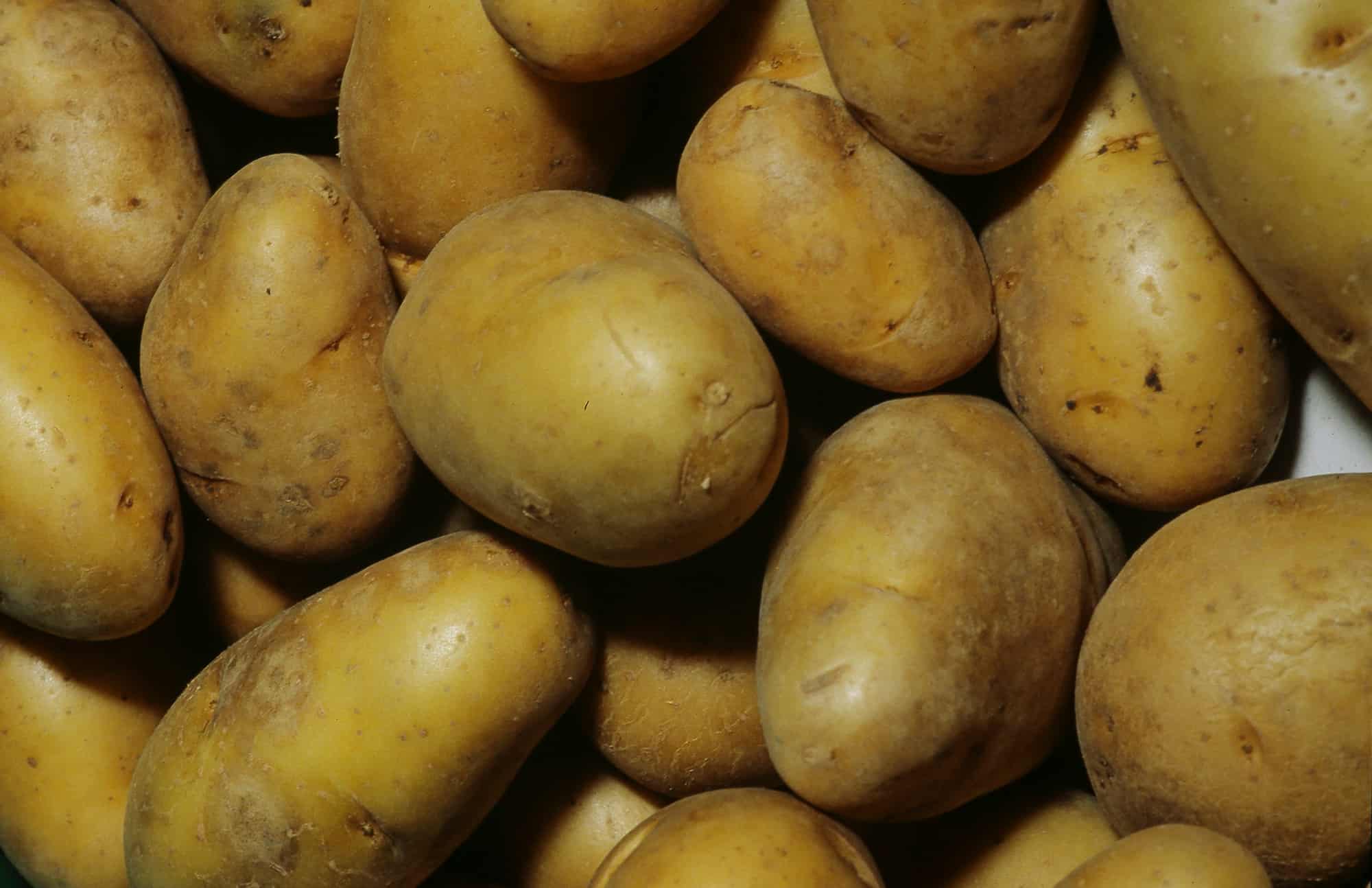 Cultivo de patata sobre césped