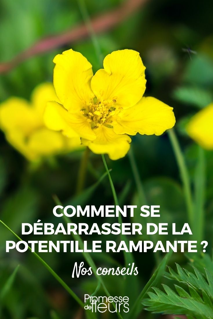 Potentilla reptans: control y tratamiento natural