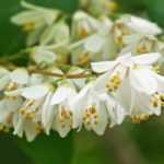 ¿Qué se puede plantar en una terraza orientada al oeste?