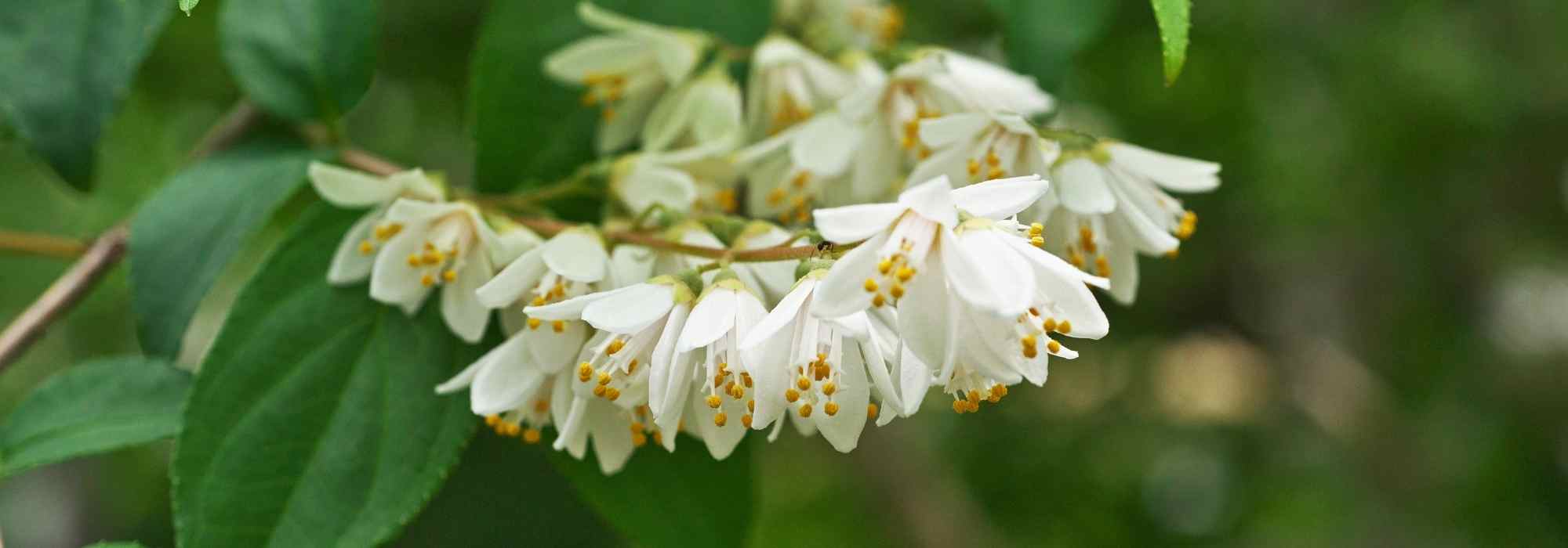 ¿Qué se puede plantar en una terraza orientada al oeste?
