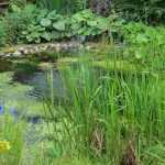 ¿Cómo restaurar una charca?