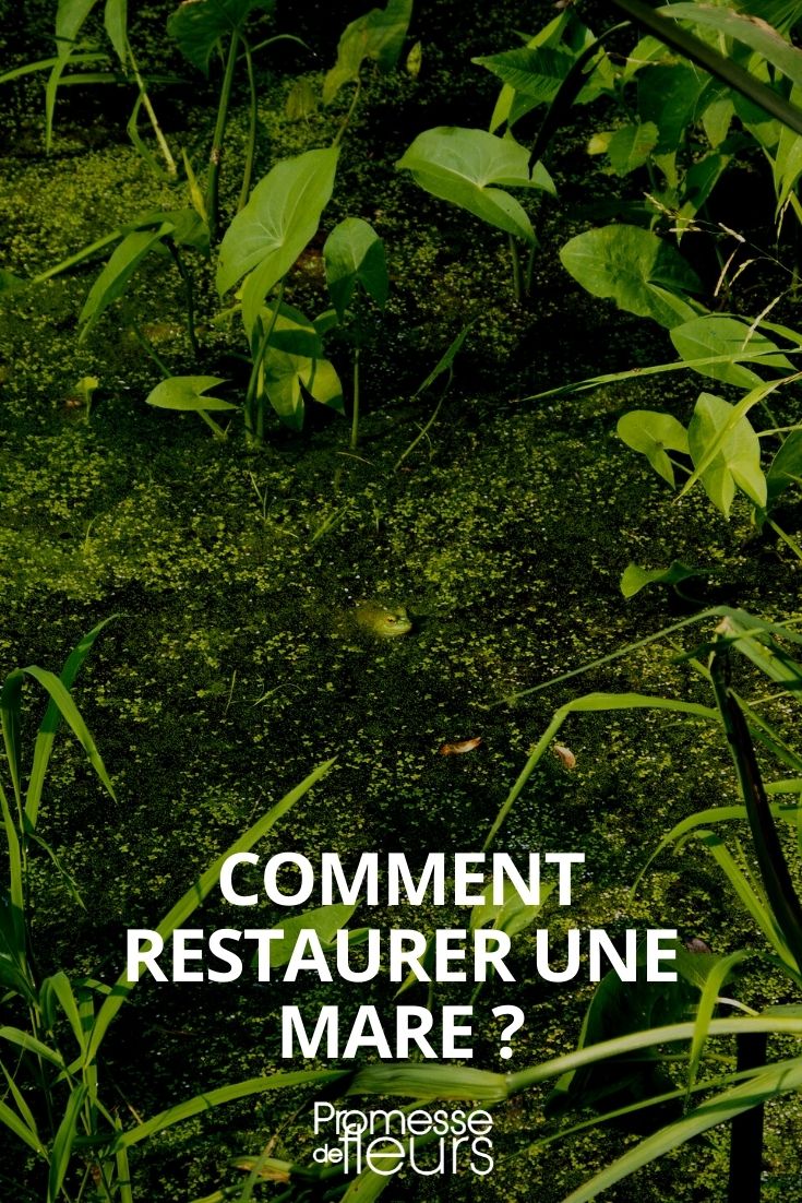 restaurar un estanque