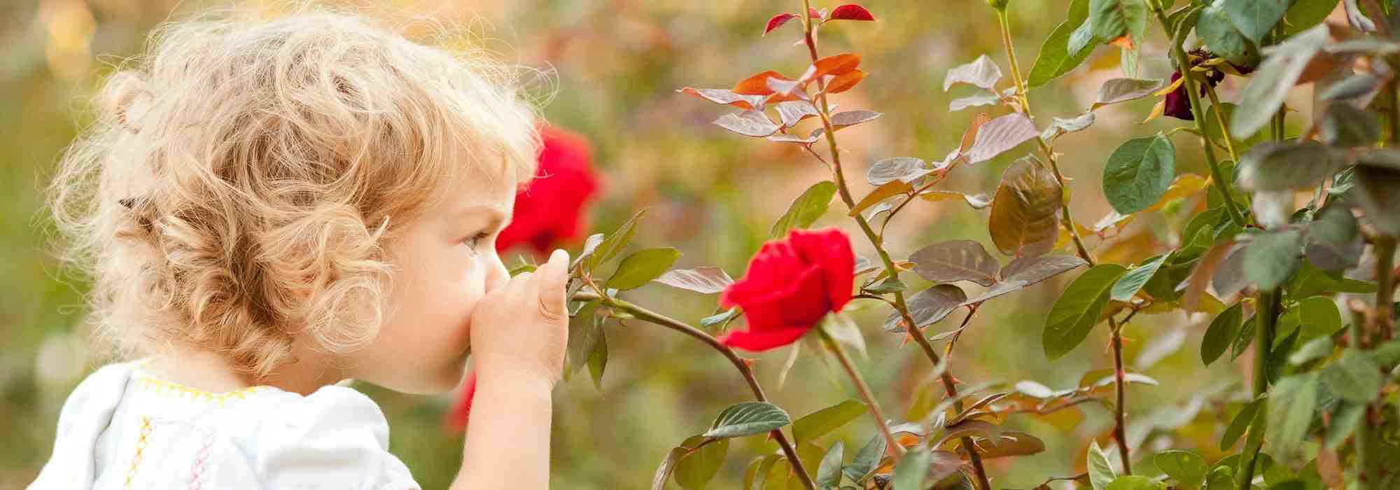 Rosas para niños pequeños y mayores